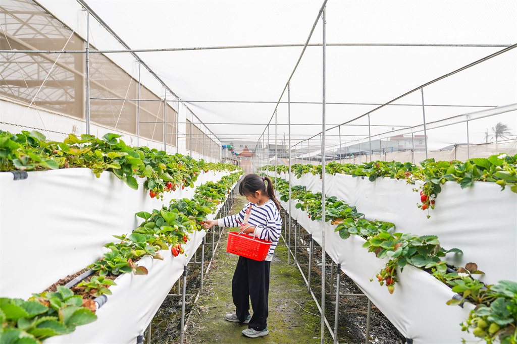 彰化親子景點【樂採果溫室觀光農場】彰化控窯、採草莓、採番茄，親子農遊體驗！ @來飽寶家ba