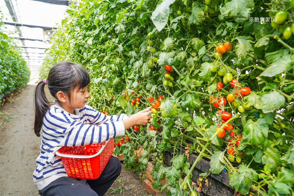 彰化親子景點【樂採果溫室觀光農場】彰化控窯、採草莓、採番茄，親子農遊體驗！ @來飽寶家ba