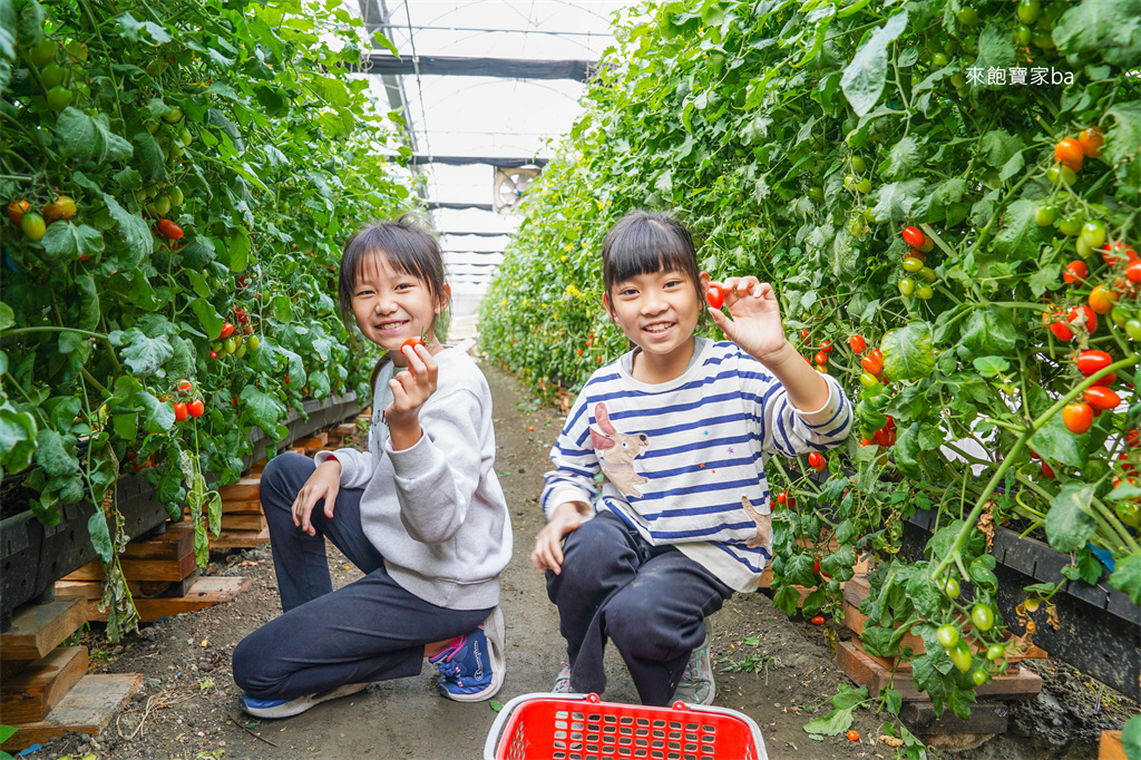 彰化親子景點【樂採果溫室觀光農場】彰化控窯、採草莓、採番茄，親子農遊體驗！ @來飽寶家ba