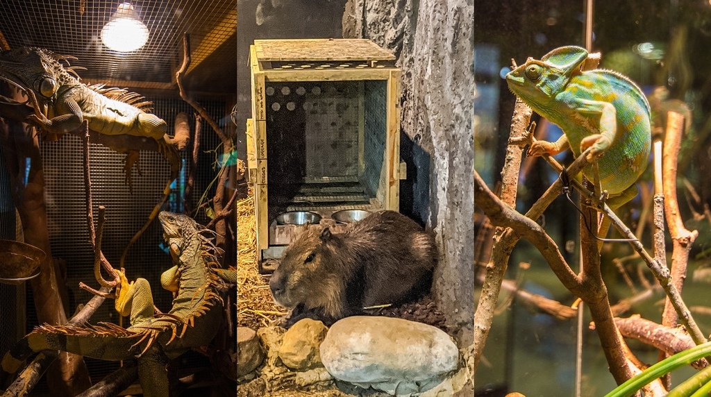 新竹免費親子景點【台灣昆蟲館新竹館】水豚君、全世界最大甲蟲、眼鏡凱門鱷、蘇卡達象龜免費參觀 @來飽寶家ba