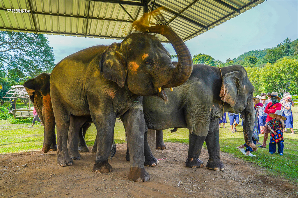 【清邁行程推薦】坎塔大象保護區半日遊｜餵食、幫大象洗澡，不騎大象一樣能與大象親密接觸！ @來飽寶家ba