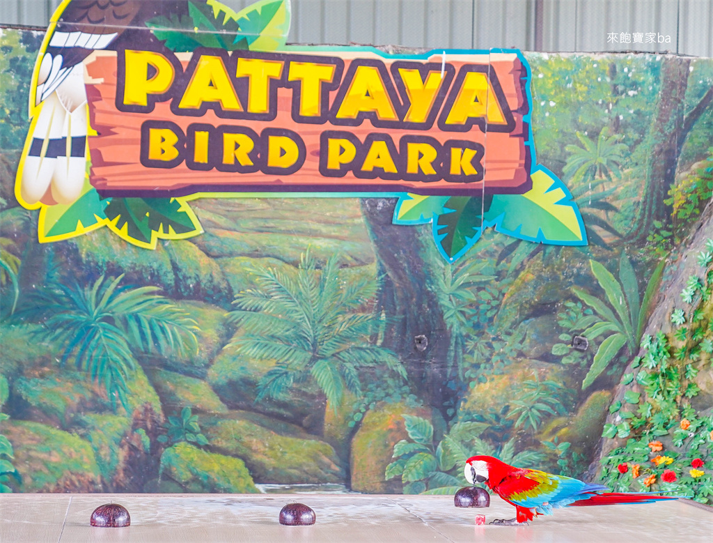 【芭達雅景點】Pattaya Sheep Farm 瑞士小綿羊農莊｜出乎意料好拍~動物、鳥秀、遊樂設施等親子景點推薦！ @來飽寶家ba