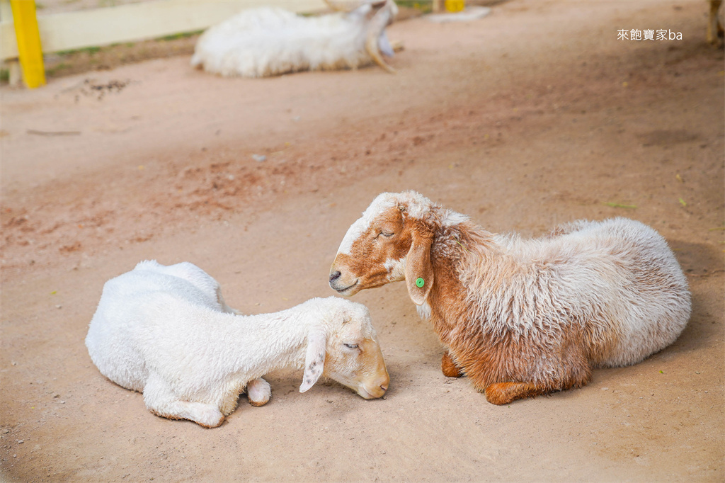 【芭達雅景點】Pattaya Sheep Farm 瑞士小綿羊農莊｜出乎意料好拍~動物、鳥秀、遊樂設施等親子景點推薦！ @來飽寶家ba