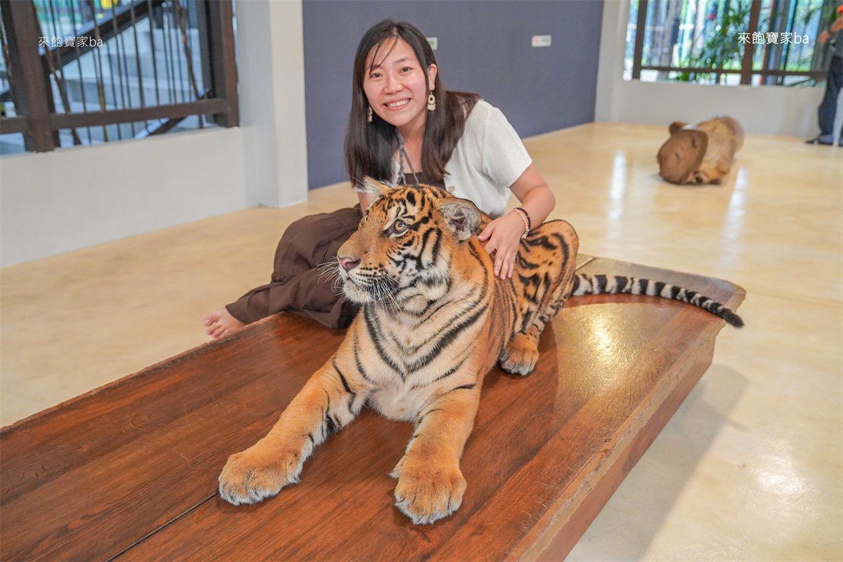泰國芭達雅【芭達雅老虎園 Tiger Park Pattaya】與老虎超近距離親密接觸，令人難忘的親子景點！（費用、規定） @來飽寶家ba