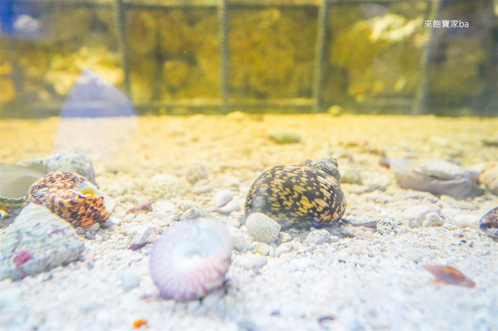 【小琉球景點】小琉球海洋館｜全新可愛動物區，結合海洋生物的親子景點 @來飽寶家ba
