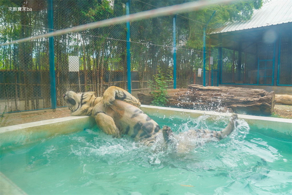 【泰國芭達雅】芭達雅老虎園 Tiger Park Pattaya｜與老虎超近距離親密接觸，令人難忘的親子景點！（費用、規定） @來飽寶家ba