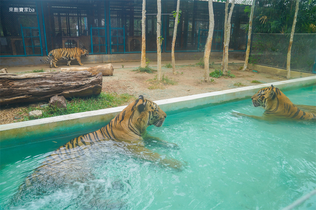 【泰國芭達雅】芭達雅老虎園 Tiger Park Pattaya｜與老虎超近距離親密接觸，令人難忘的親子景點！（費用、規定） @來飽寶家ba