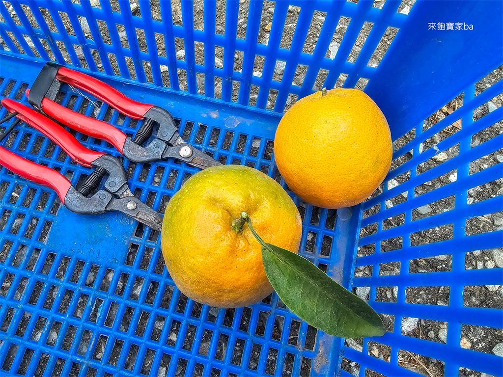 【台中大坑】東昇觀光果園｜每年11、12月限定採橘，現場橘子吃到飽！ @來飽寶家ba