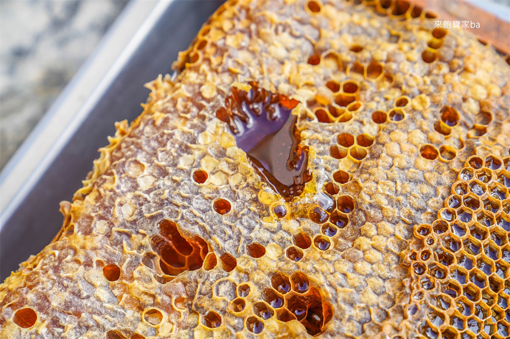 【雲林崙背】臺一養蜂園｜小小職人~蜂農體驗DIY蜂糧、餵食蜜蜂，了解蜜蜂生態 @來飽寶家ba