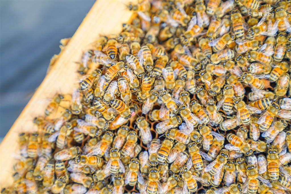 【雲林崙背】臺一養蜂園｜小小職人~蜂農體驗DIY蜂糧、餵食蜜蜂，了解蜜蜂生態 @來飽寶家ba