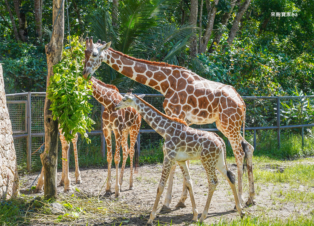 【宿霧景點推薦】宿霧野生動物園Cebu Safari and Adventure Park一日遊攻略（門票、評價、交通） @來飽寶家ba