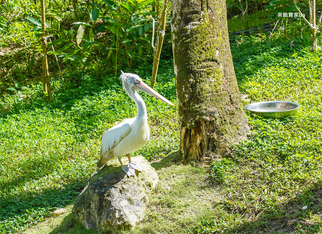 【宿霧景點推薦】宿霧野生動物園Cebu Safari and Adventure Park一日遊攻略（門票、評價、交通） @來飽寶家ba