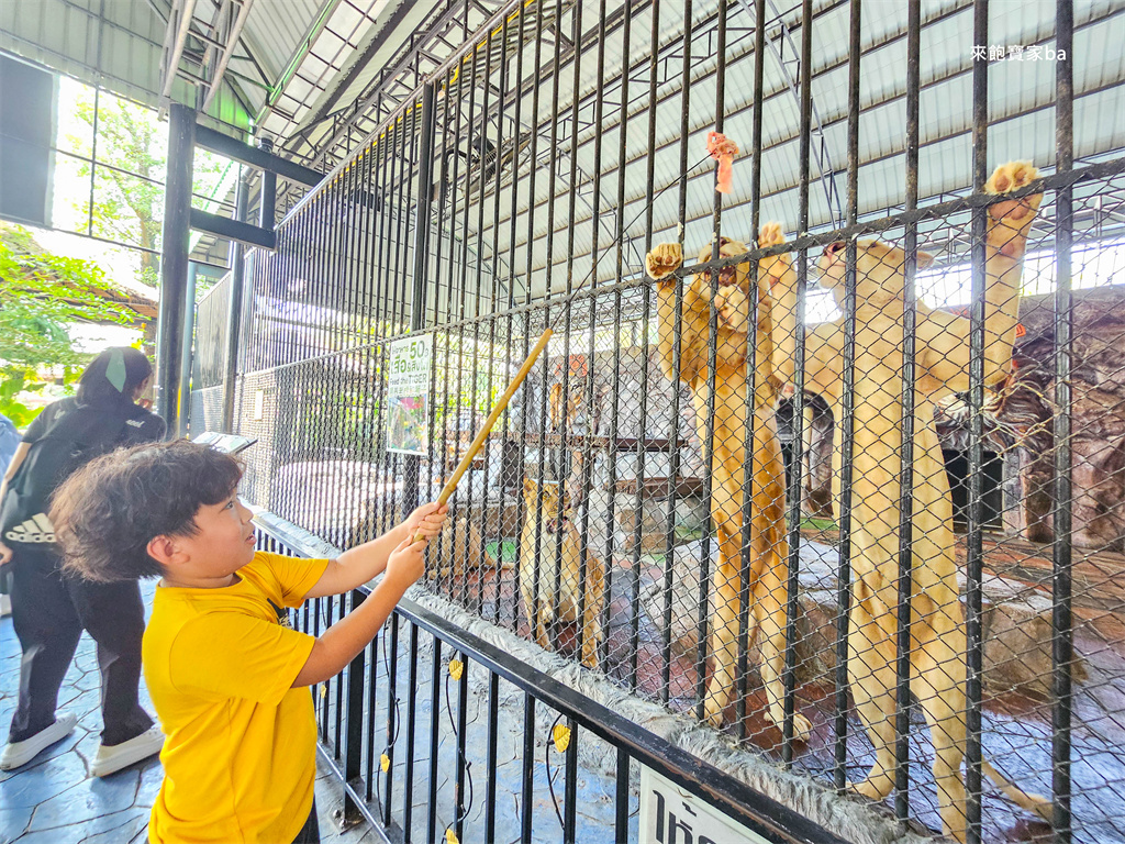 泰國曼谷【大城獅子動物園 Sriayuthaya Lion Park】吉普車長頸鹿、牽老虎散步、餵獅子老虎（門票／評價） @來飽寶家ba