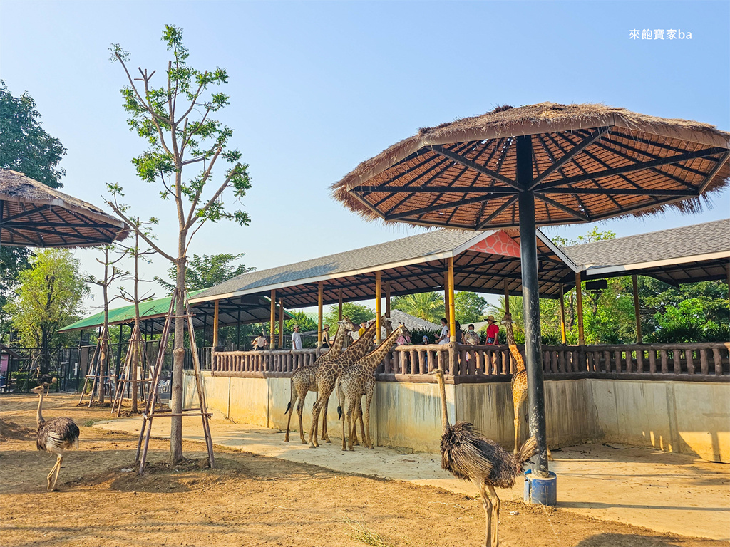泰國曼谷【大城獅子動物園 Sriayuthaya Lion Park】吉普車長頸鹿、牽老虎散步、餵獅子老虎（門票／評價） @來飽寶家ba