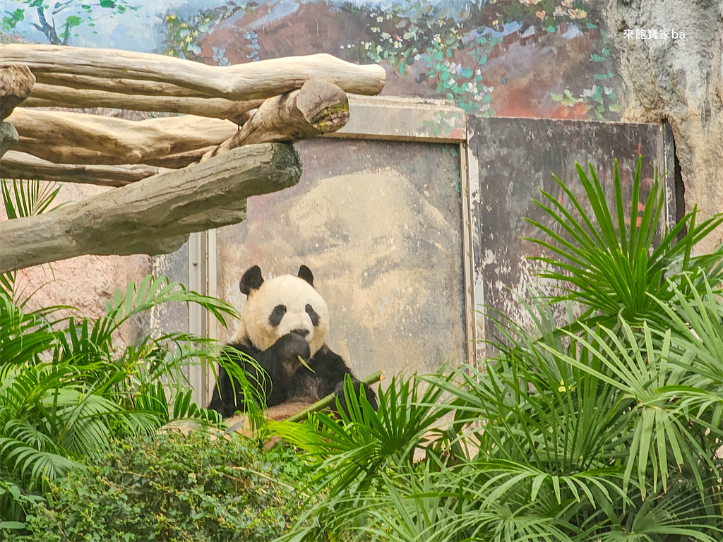 澳門親子景點【澳門大熊貓館】免費參觀熊貓、小熊貓、珍稀動物館 @來飽寶家ba