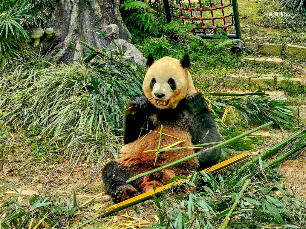 澳門親子景點【澳門大熊貓館】免費參觀熊貓、小熊貓、珍稀動物館 @來飽寶家ba