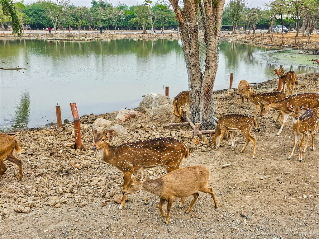 泰國曼谷【Safari World】賽佛瑞動物園~全球最大長頸鹿亭，曼谷野生動物園、海洋公園門票交通最新攻略 @來飽寶家ba