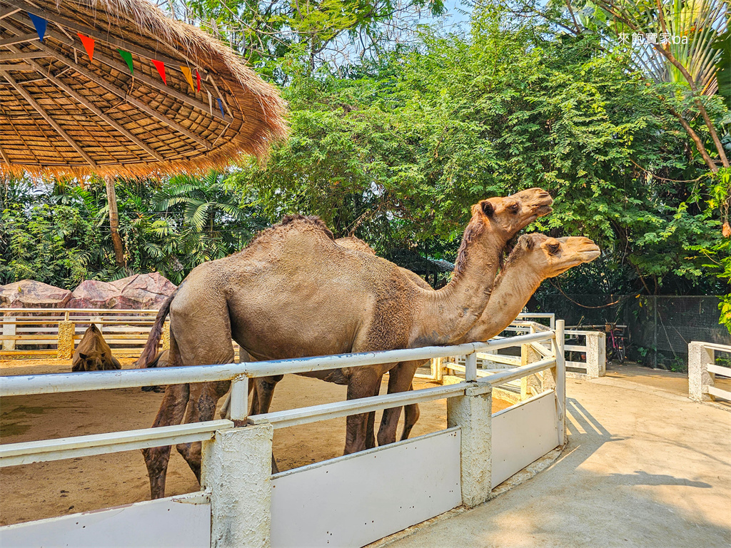 泰國曼谷【Safari World】賽佛瑞動物園~全球最大長頸鹿亭，曼谷野生動物園、海洋公園門票交通最新攻略 @來飽寶家ba