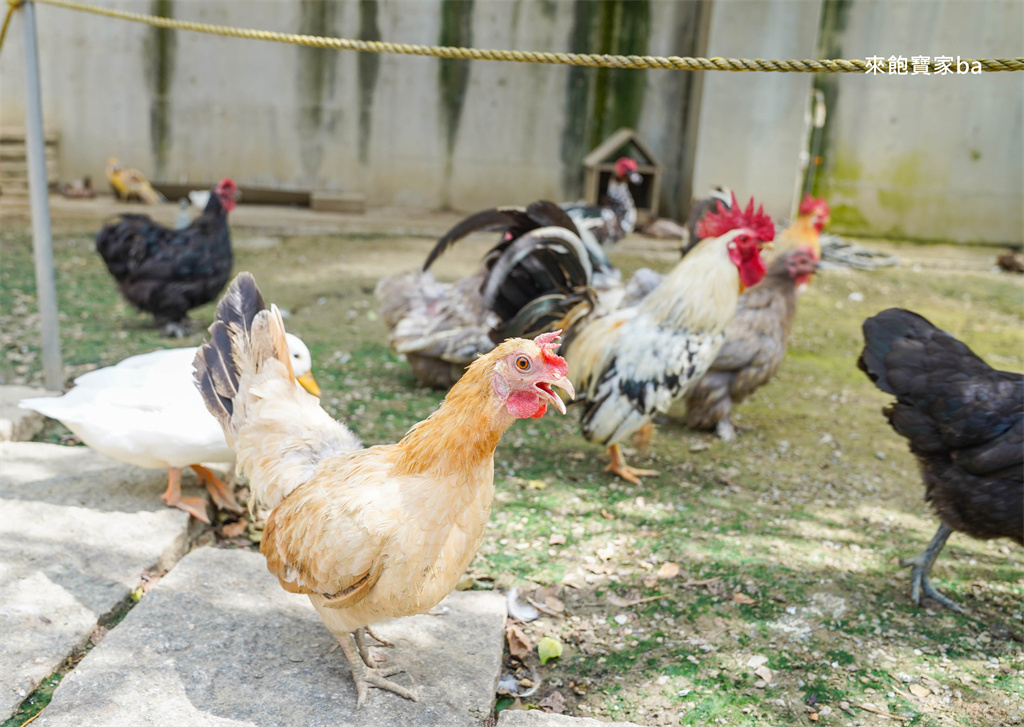 嘉義民雄【三隻小豬觀光農場】超過20種動物及鳥園，還有戲水池跟沙坑，美拍又好玩！（最新票價/表演時刻表） @來飽寶家ba