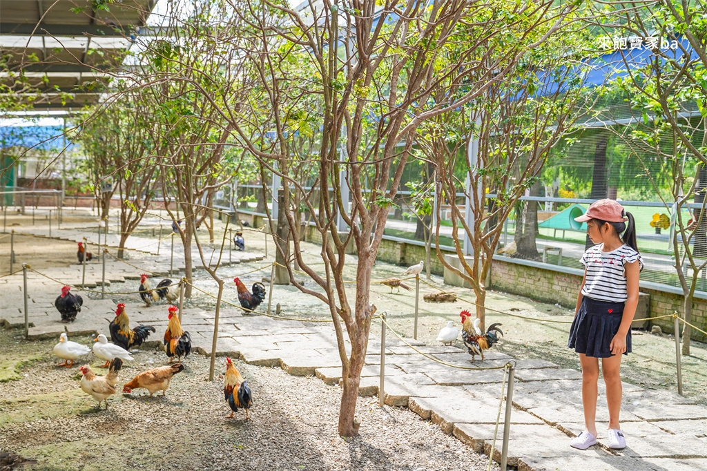 嘉義民雄【三隻小豬觀光農場】超過20種動物及鳥園，還有戲水池跟沙坑，美拍又好玩！（最新票價/表演時刻表） @來飽寶家ba