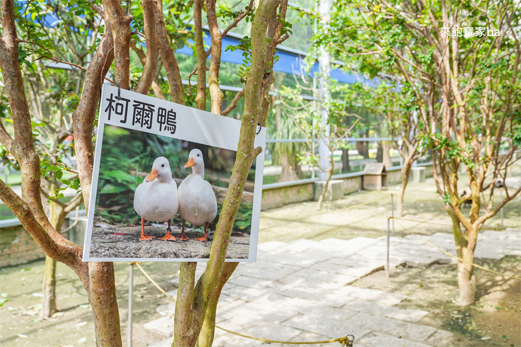 嘉義民雄【三隻小豬觀光農場】超過20種動物及鳥園，還有戲水池跟沙坑，美拍又好玩！（最新票價/表演時刻表） @來飽寶家ba