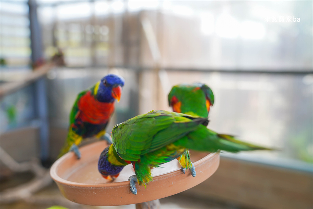 嘉義民雄【三隻小豬觀光農場】超過20種動物及鳥園，還有戲水池跟沙坑，美拍又好玩！（最新票價/表演時刻表） @來飽寶家ba
