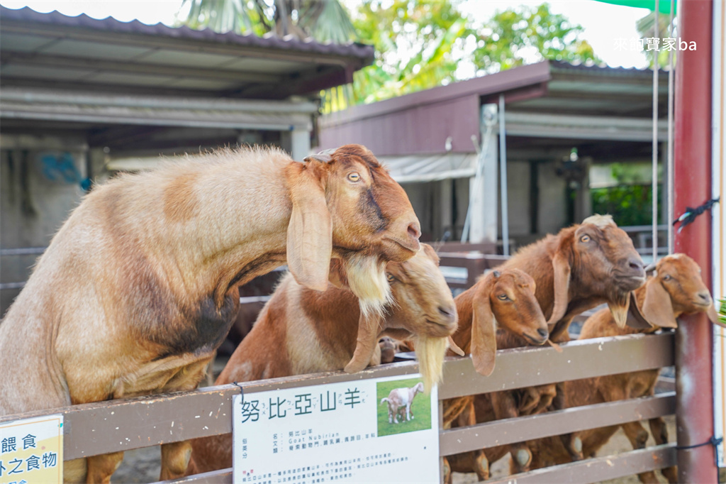 嘉義民雄【三隻小豬觀光農場】超過20種動物及鳥園，還有戲水池跟沙坑，美拍又好玩！（最新票價/表演時刻表） @來飽寶家ba