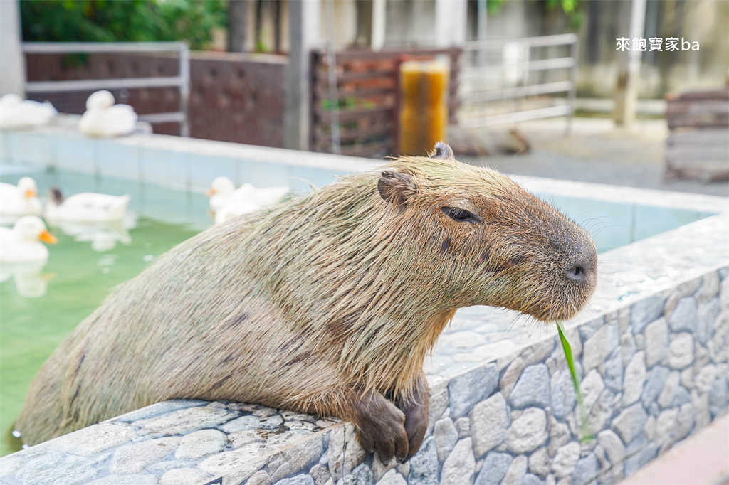 嘉義民雄【三隻小豬觀光農場】超過20種動物及鳥園，還有戲水池跟沙坑，美拍又好玩！（最新票價/表演時刻表） @來飽寶家ba