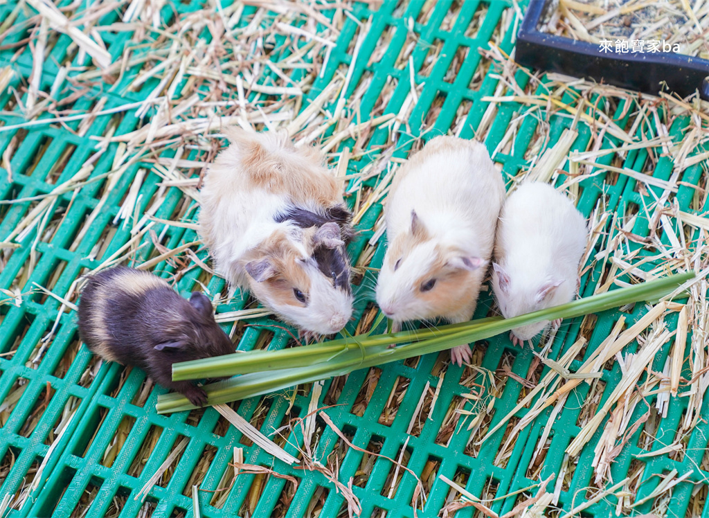 嘉義民雄【三隻小豬觀光農場】超過20種動物及鳥園，還有戲水池跟沙坑，美拍又好玩！（最新票價/表演時刻表） @來飽寶家ba