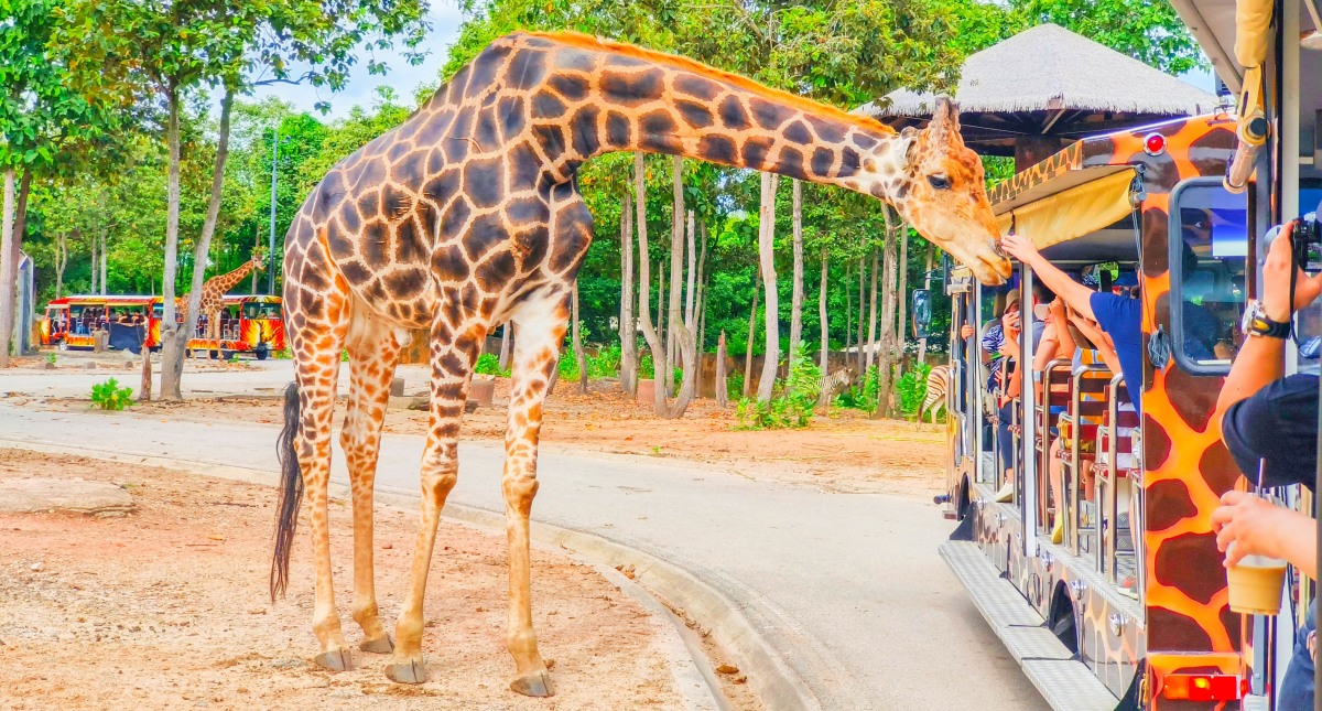 清邁景點【清邁夜間動物園】Chiang Mai Night Safari行程建議／門票優惠／交通方式 @來飽寶家ba