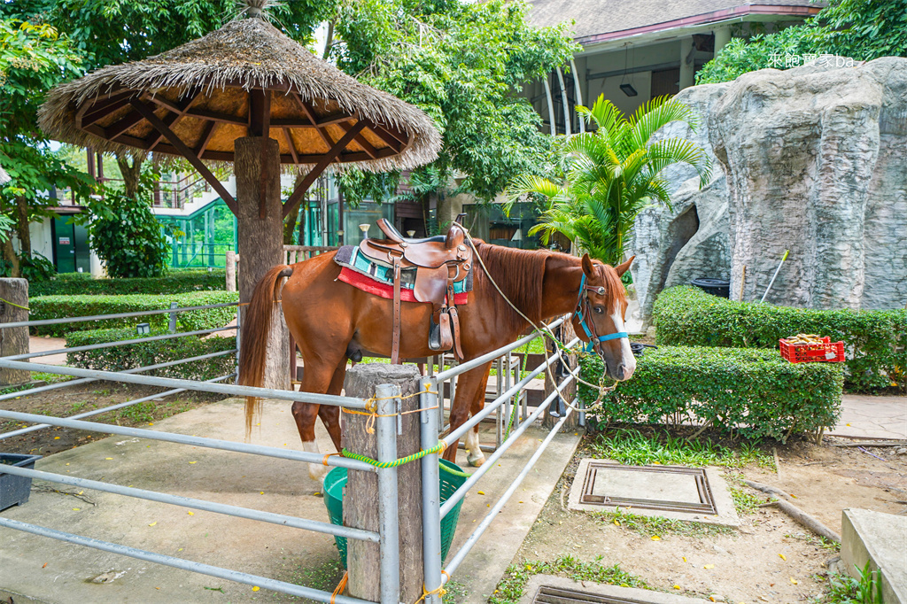 清邁景點【清邁夜間動物園】Chiang Mai Night Safari行程建議／門票優惠／交通方式 @來飽寶家ba