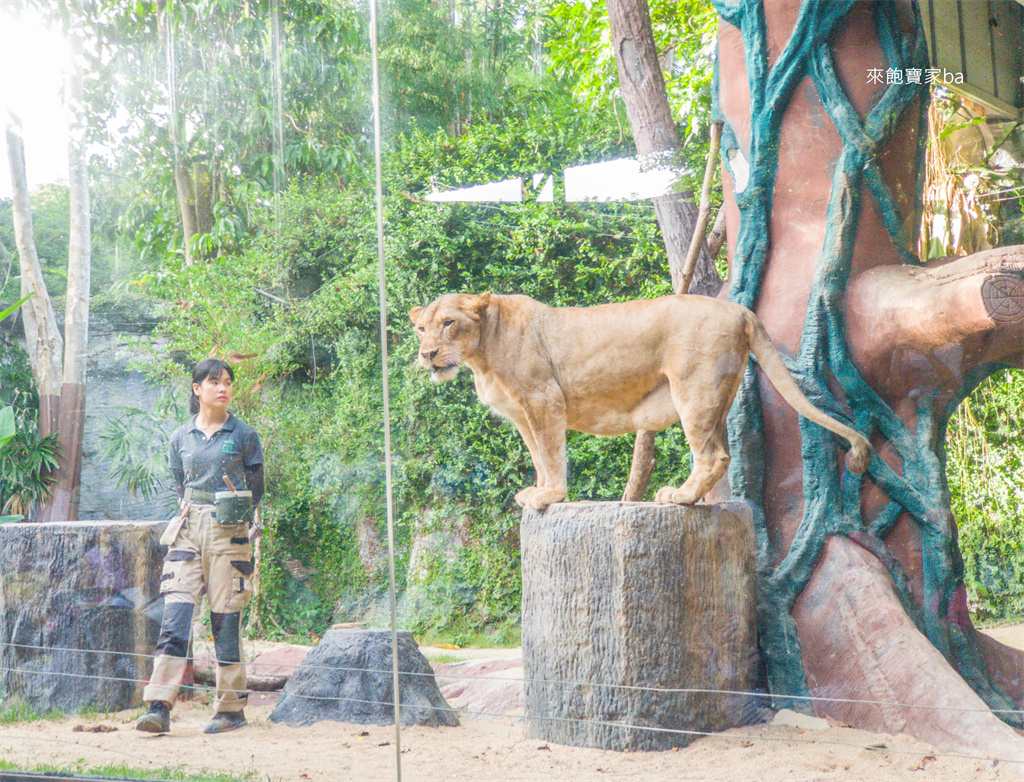 清邁景點【清邁夜間動物園】Chiang Mai Night Safari行程建議／門票優惠／交通方式 @來飽寶家ba