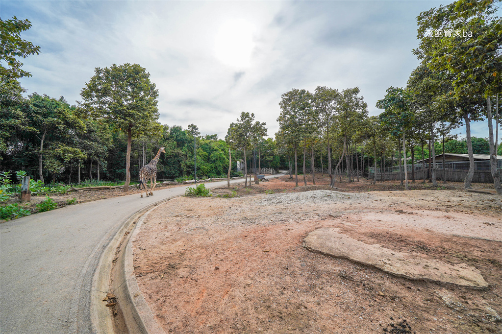 清邁景點【清邁夜間動物園】Chiang Mai Night Safari行程建議／門票優惠／交通方式 @來飽寶家ba