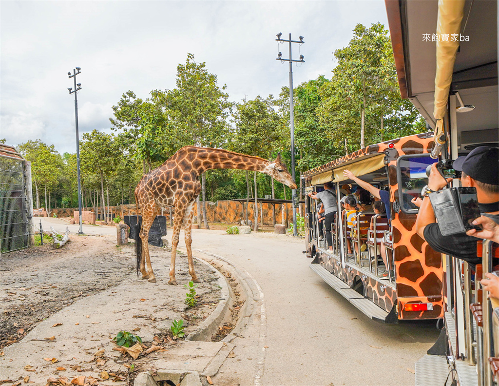 清邁景點【清邁夜間動物園】Chiang Mai Night Safari行程建議／門票優惠／交通方式 @來飽寶家ba