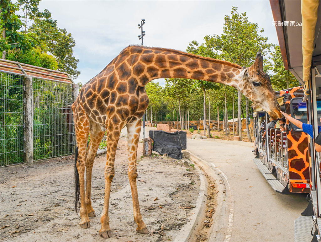 清邁景點【清邁夜間動物園】Chiang Mai Night Safari行程建議／門票優惠／交通方式 @來飽寶家ba