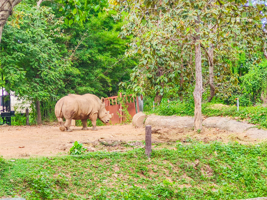 清邁景點【清邁夜間動物園】Chiang Mai Night Safari行程建議／門票優惠／交通方式 @來飽寶家ba