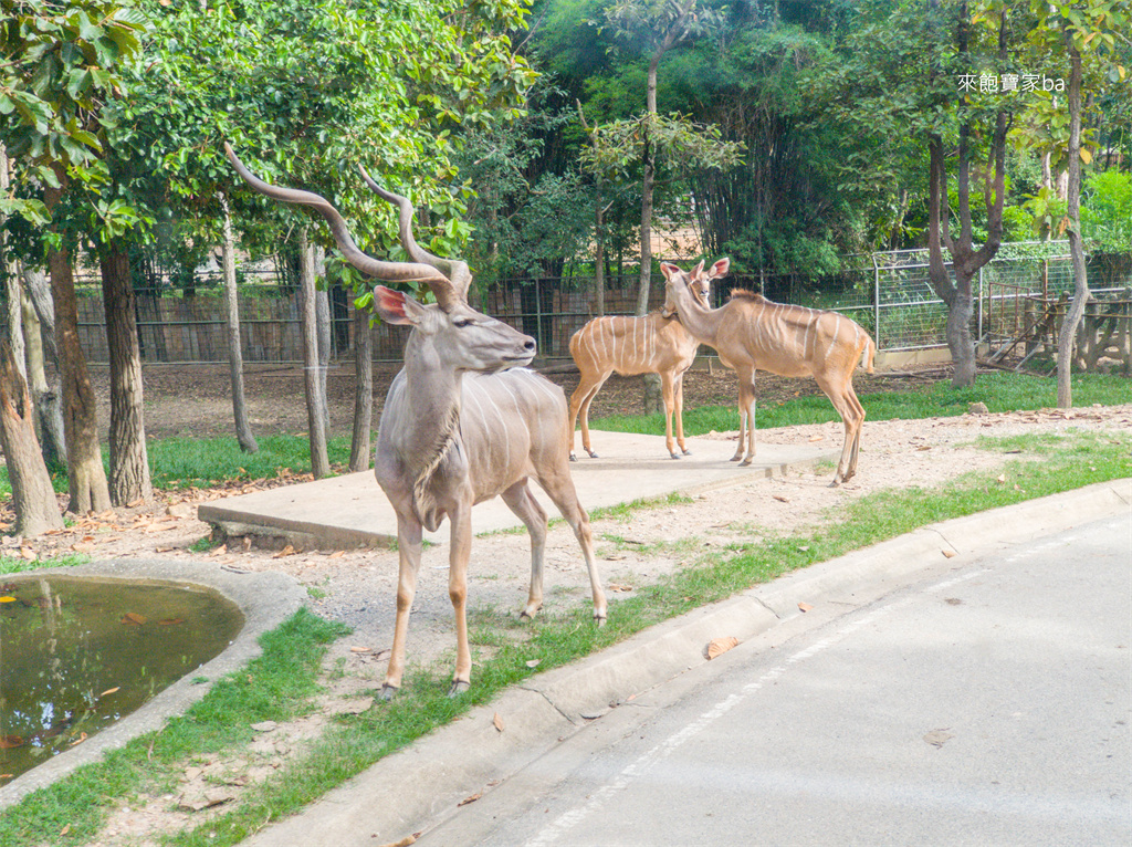 清邁景點【清邁夜間動物園】Chiang Mai Night Safari行程建議／門票優惠／交通方式 @來飽寶家ba