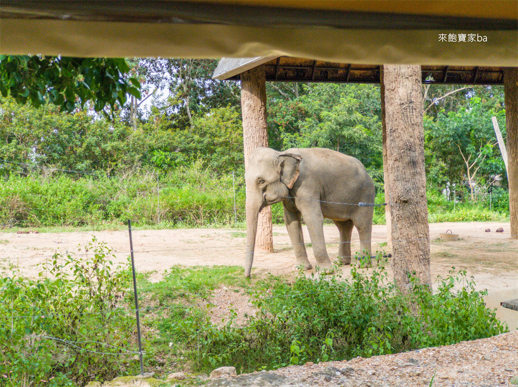 清邁景點【清邁夜間動物園】Chiang Mai Night Safari行程建議／門票優惠／交通方式 @來飽寶家ba