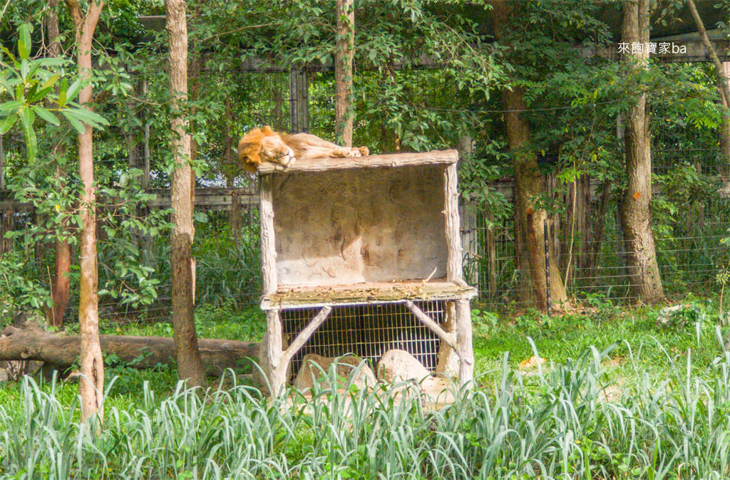 清邁景點【清邁夜間動物園】Chiang Mai Night Safari行程建議／門票優惠／交通方式 @來飽寶家ba