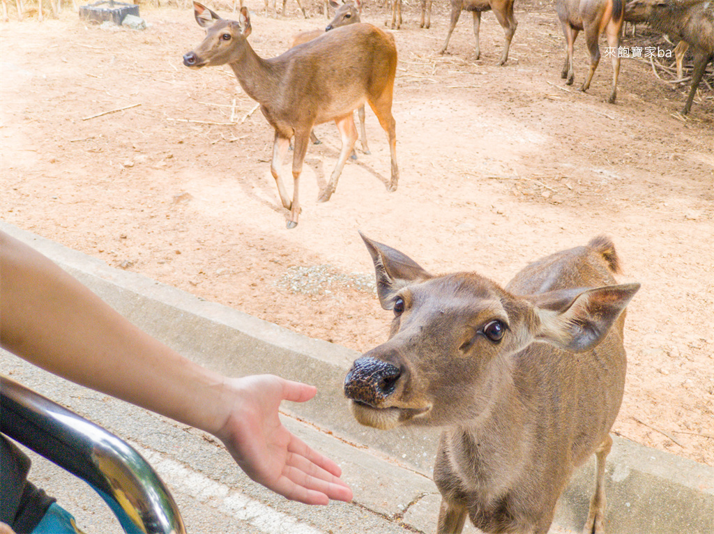 清邁景點【清邁夜間動物園】Chiang Mai Night Safari行程建議／門票優惠／交通方式 @來飽寶家ba