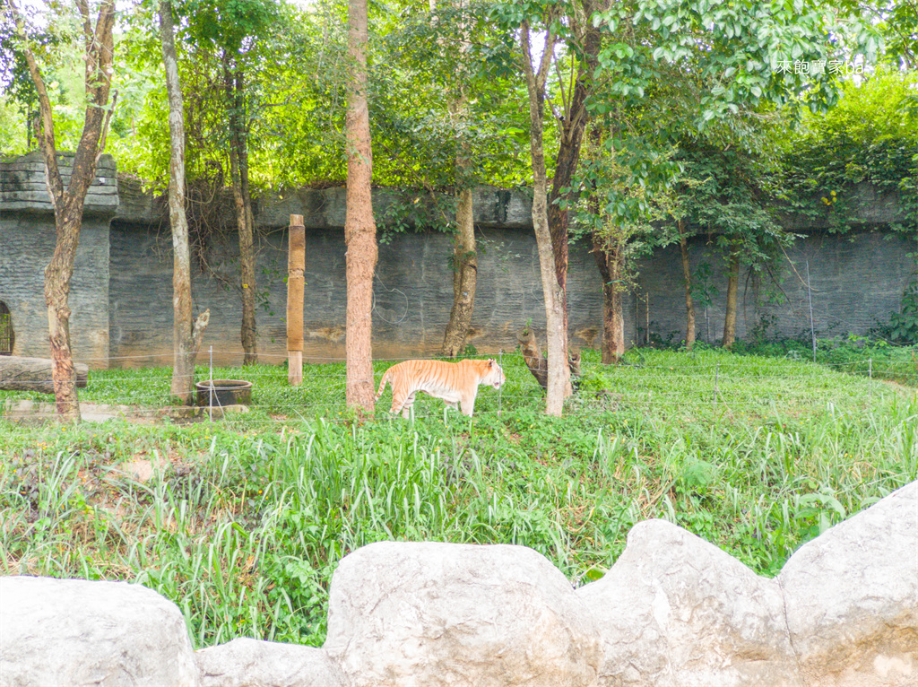 清邁景點【清邁夜間動物園】Chiang Mai Night Safari行程建議／門票優惠／交通方式 @來飽寶家ba