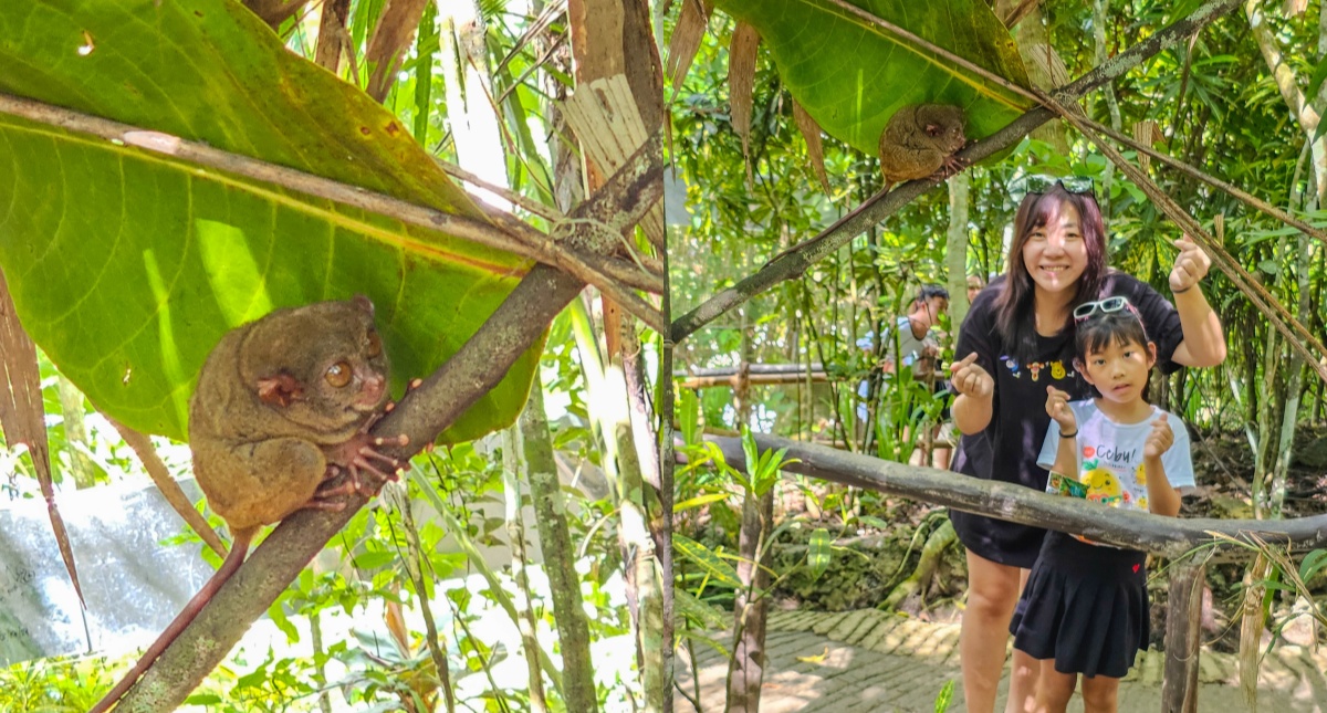 薄荷島景點【眼鏡猴保護區】Bohol Tarsier Conservation Area 門票、交通方式 @來飽寶家ba