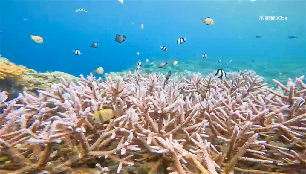 薄荷島景點【沙丁魚風暴】 免去墨寶，Napaling Reef納帕林就能體驗壯觀沙丁魚風暴！ @來飽寶家ba