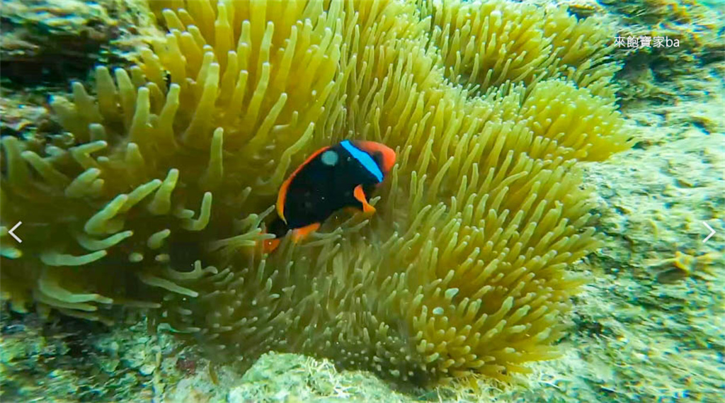 薄荷島景點【沙丁魚風暴】 免去墨寶，Napaling Reef納帕林就能體驗壯觀沙丁魚風暴！ @來飽寶家ba