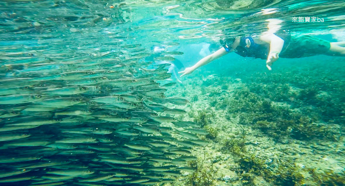 薄荷島景點【沙丁魚風暴】 免去墨寶，Napaling Reef納帕林就能體驗壯觀沙丁魚風暴！ @來飽寶家ba