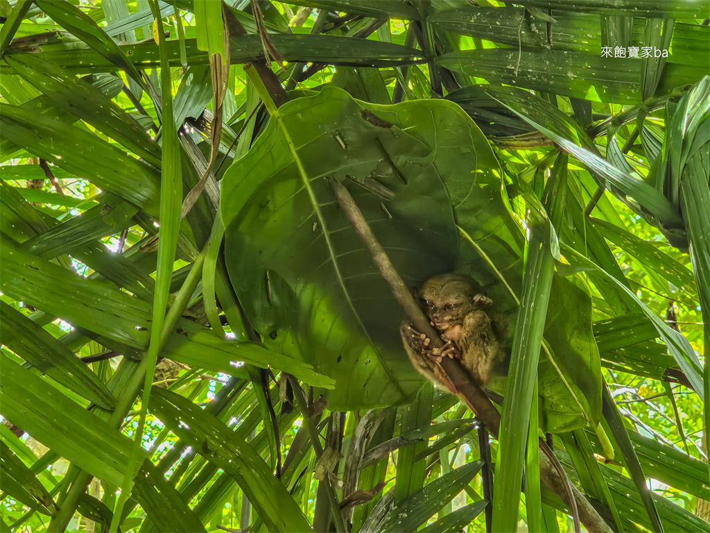 薄荷島景點【眼鏡猴保護區】Bohol Tarsier Conservation Area 門票、交通方式 @來飽寶家ba