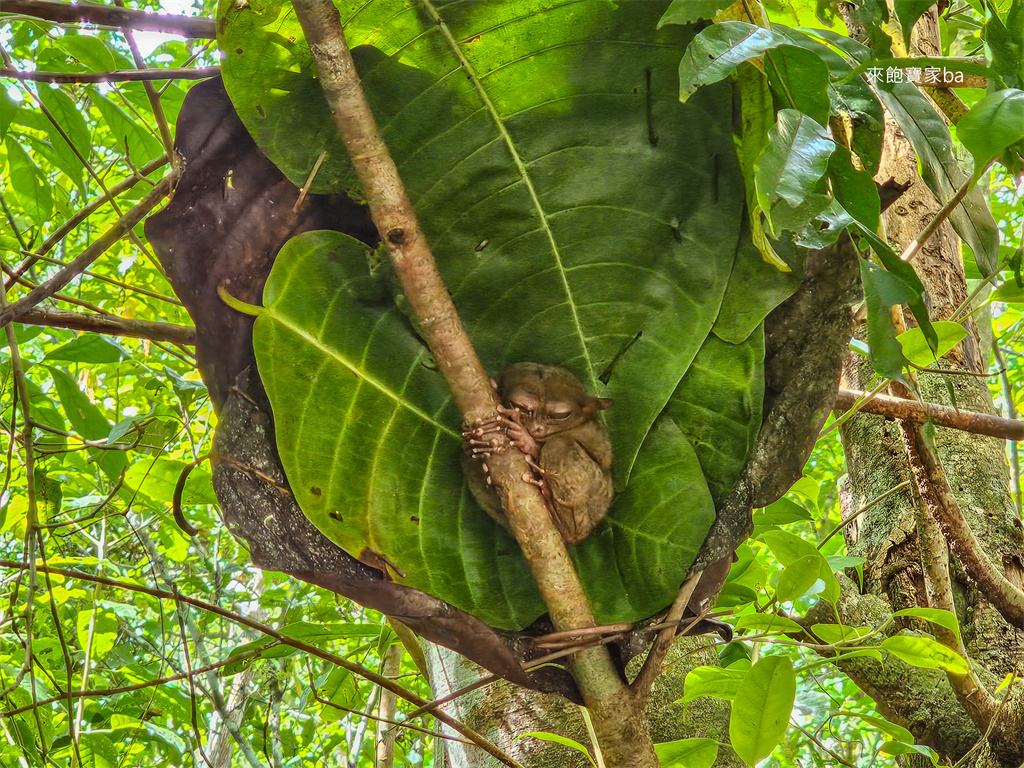 薄荷島景點【眼鏡猴保護區】Bohol Tarsier Conservation Area 門票、交通方式 @來飽寶家ba