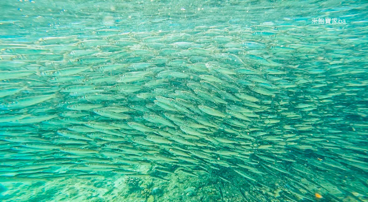 薄荷島景點【沙丁魚風暴】 免去墨寶，Napaling Reef納帕林就能體驗壯觀沙丁魚風暴！ @來飽寶家ba