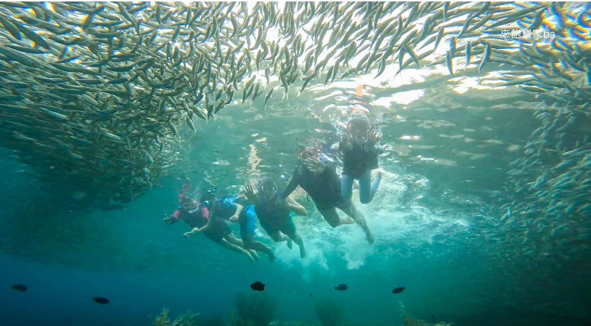 薄荷島景點【沙丁魚風暴】 免去墨寶，Napaling Reef納帕林就能體驗壯觀沙丁魚風暴！ @來飽寶家ba