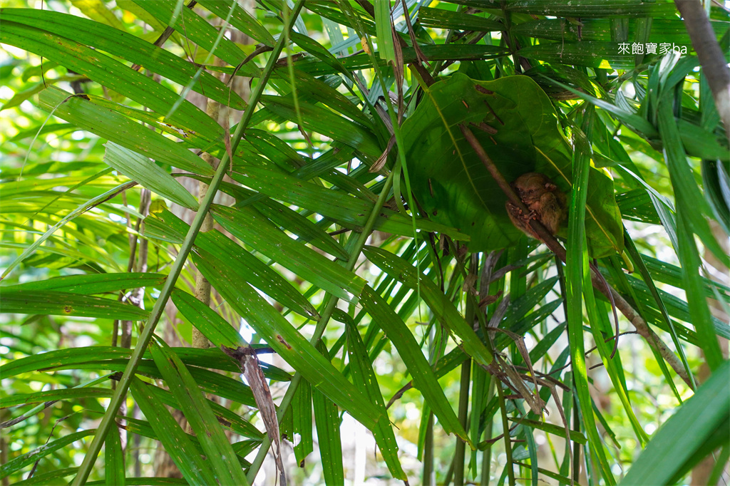 薄荷島景點【眼鏡猴保護區】Bohol Tarsier Conservation Area 門票、交通方式 @來飽寶家ba